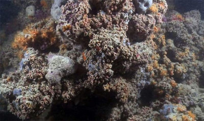 Barriera-corallina-monopoli (Scientific Reports/Giuseppe Corriero e altri)