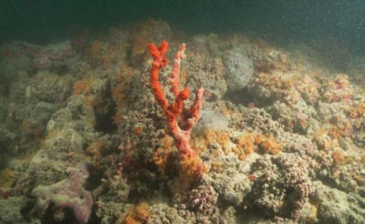 Barriera corallina pugliese