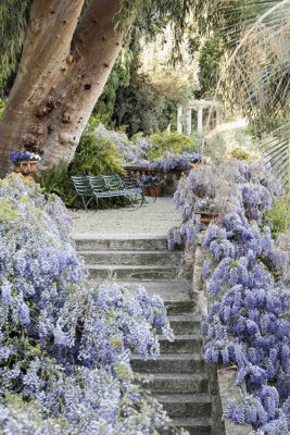 Fiori e colori Giardini_glicini1_ph-Matteo-Carassale_Archivio-Villa-della-Pergola