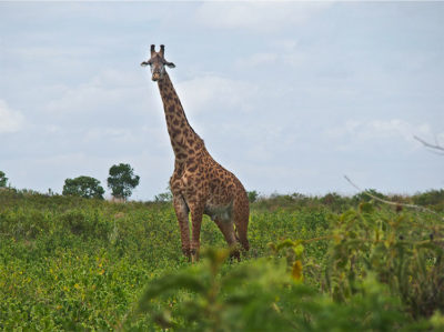 Arusha National Park, Giraffa (ph: © D. Penati – Mondointasca.it)