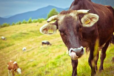 Valsugana Lagorai 60-adotta-una-mucca-foto-StoryTravelers