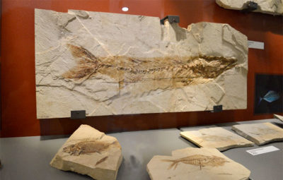 Museo dei fossili di Bolca bacheca