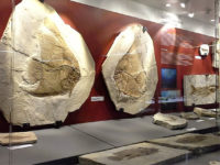 Fossili di pesci al Museo dei fossili Bolca