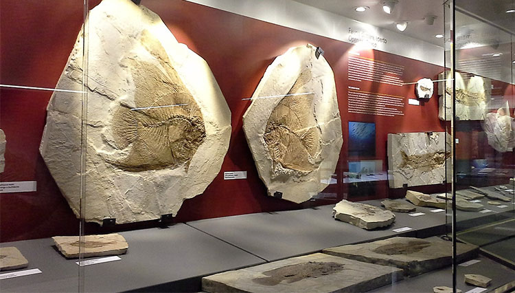 Museo di Bolca- fossili-di-pesci