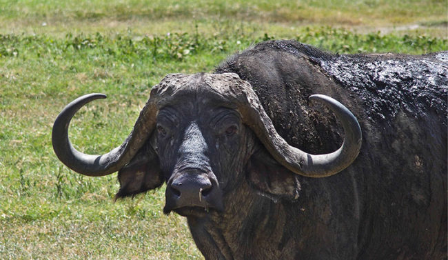 Bisonte nel Ngorongoro National Park (ph: © D. Penati – Mondointasca.it)