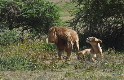 Tanzania Ngorongoro National Park, Leone e leonessa (ph: © D. Penati – Mondointasca.it)