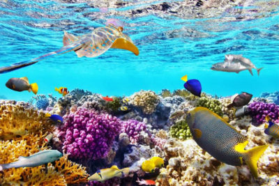 Mar-Rosso-Sharm-barriera-corallina