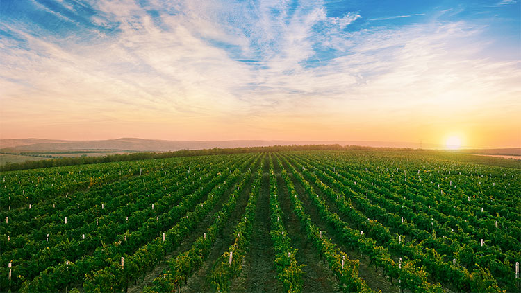 Vino Fautor-winery-vineyards