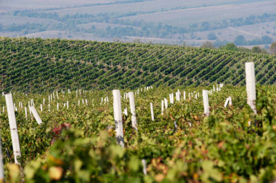 Gitana-winery-vineyards
