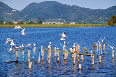 Gabbiani sul lago di Massaciuccoli (foto: © emilio dati - Mondointasca.it)