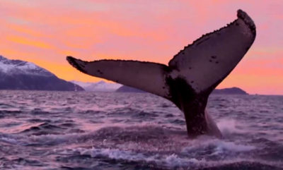 balene Fiordi