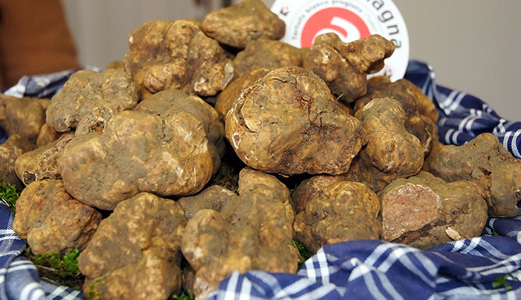 Tartufo Bianco Acqualagna