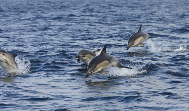 Delfini avvistati nel mare d'Irlanda