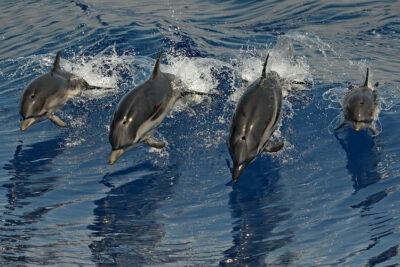 Delfini-Santuario-Pelagos