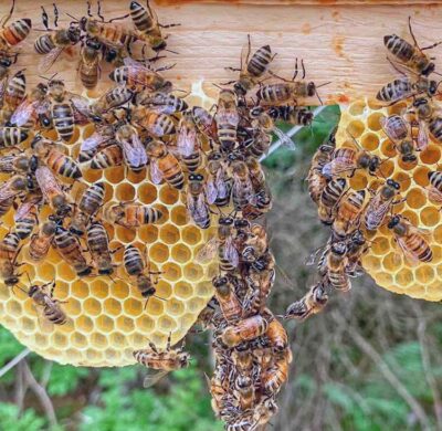 Mielizia il mondo delle api