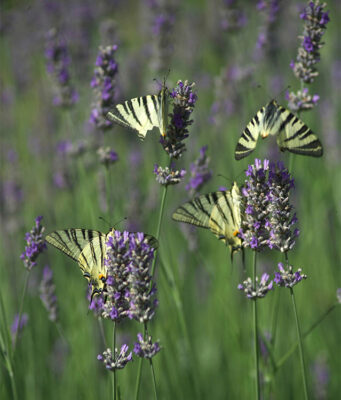 viaggio nel mondo animale farfalle-lavanda-©R Ridi