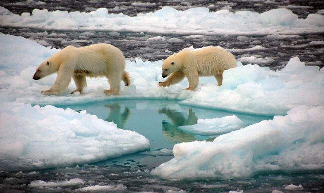 Orsi polari su ghiacci artici (foto: Dirk Notz)