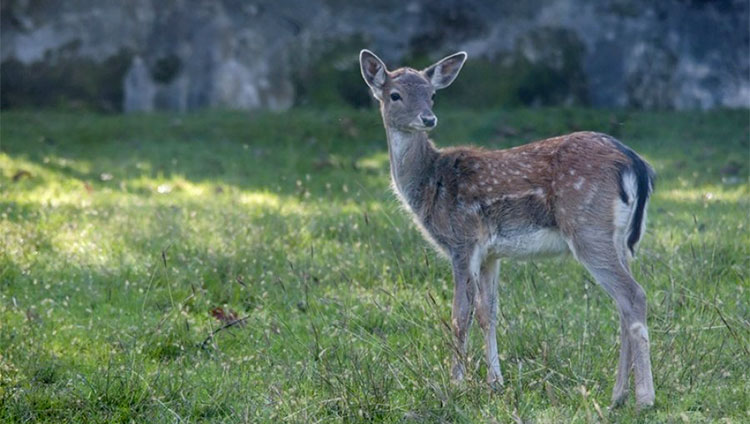 Parchi Cerbiatto