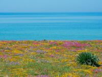 Costa salentina, fioritura primaverile sulla sabbia (ph. © Emilio Dati)