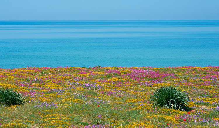 Sciovinismo costa salentina, fioritura primaverile sulla sabbia foto Emilio Dati