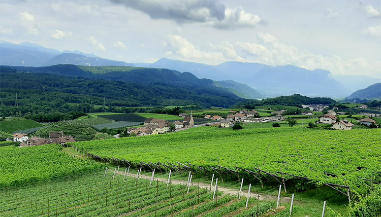 Masi del Gallo Rosso Vista-sulla-vallata-vicino-a-Caldaro