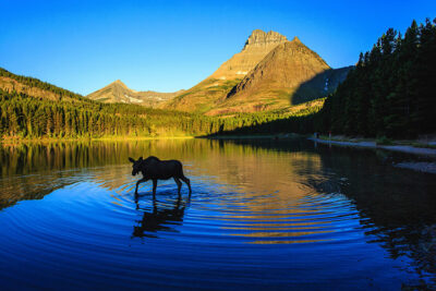 Montana_Glacier-National-Park Moose-Calf