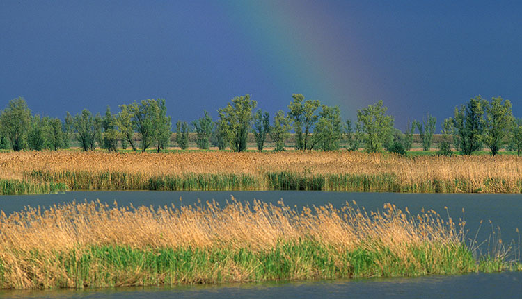 Consorzio-Visit-Ferrara-Valli-di-Argenta-canneto