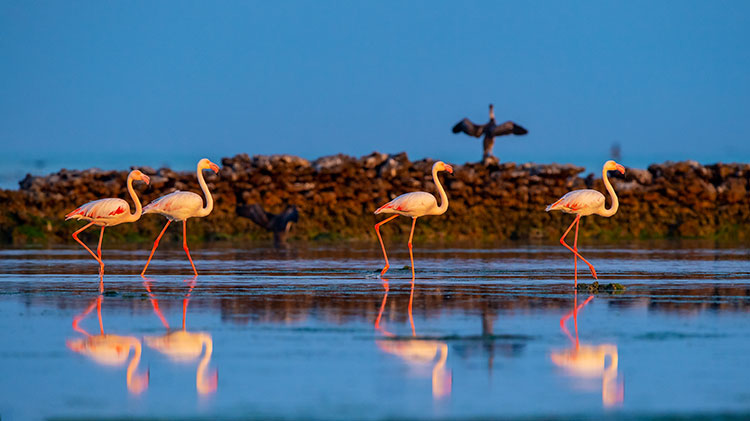 Fenicotteri Hamad-Al-Kulaifi_Flamingos-1_QNTC