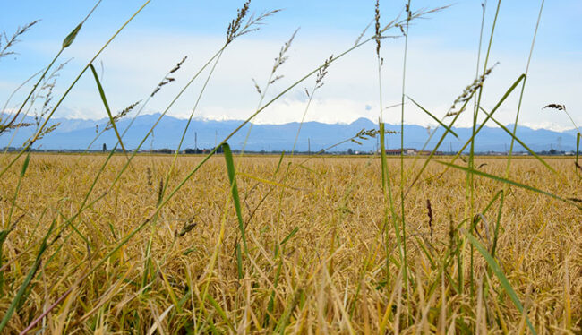 Campi di riso attorno alla Cascina Grampa (Ph © Dario Bragaglia-Mondointasca.it)