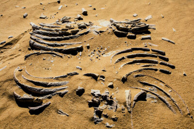 Deserto giallo fossili di cetaceo