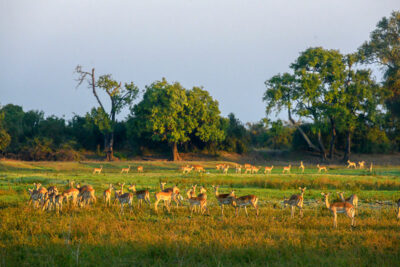 Safari a piedi nei Parchi nazionali dello Zambia