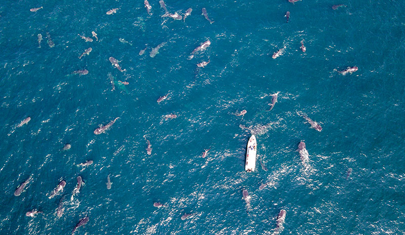 animali Whale-Shark-squali-balena-Qatar-Tourism