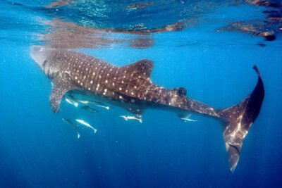 Whale-Shark,-squalo-balena-Ph-Azzam-Al-Mannai,-Qatar