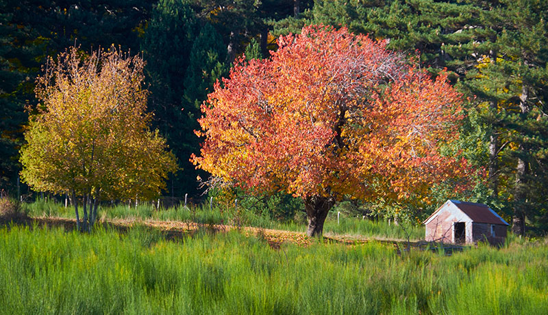 Foliage Parco Nazionale della Sila (ph © emilio dati – mondointasca.it)