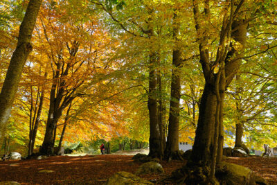 I colori dell'autunno nel Parco della Sila (ph © emilio dati – mondointasca.it)