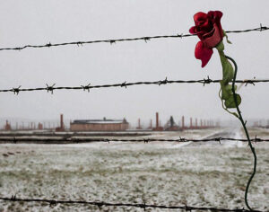 Auschwitz una rosa nel campo della vergogna