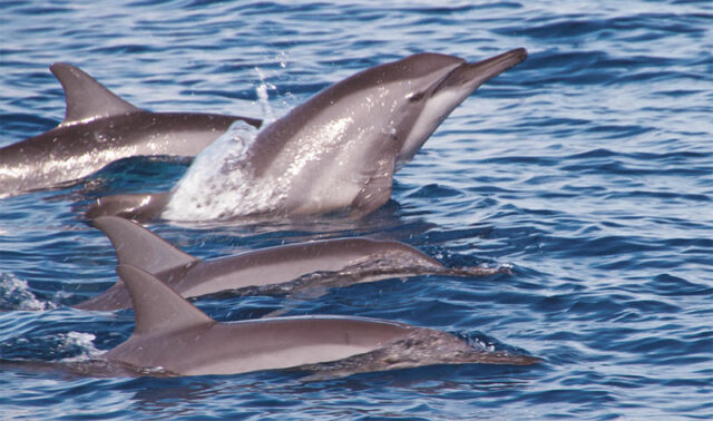 Viaggio eco sostenibile Dolphin-watching