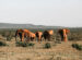 Elefanti (fonte Pexels)