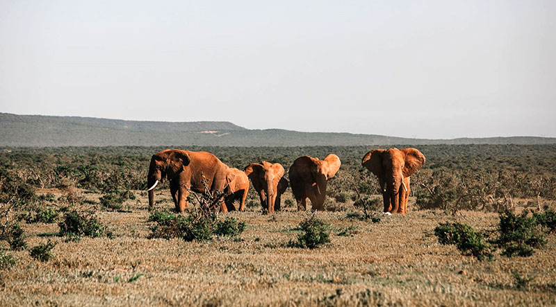 parchi safari Elefanti fonte-Pexels