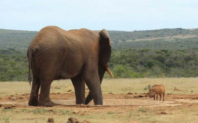 Elefanti-nella-savana
