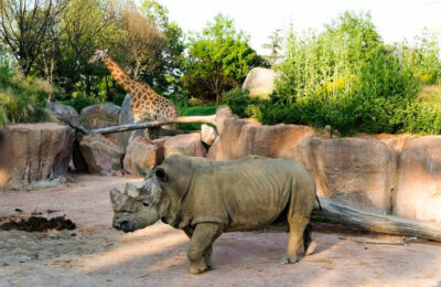 parchi safari Rinoceronte-e-giraffa-zoo-safari-di-Cumana