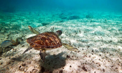 MSC Seascape tartaruga-marina sostenibilità
