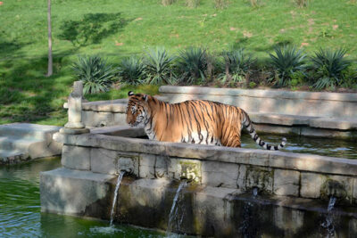 parchi safari Tigre