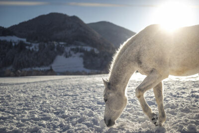winter-cavalli nel maneggio Purmontes
