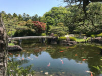 Laghetto coi pesci nel giardino del Castello Himeji (ph b. andreani ©mondointasca.it)