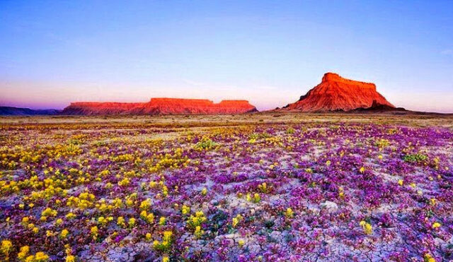 Deserto fiorito di Atacama Cile