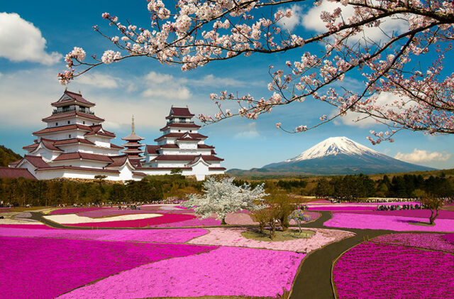 Giardini in fiore Giappone Fuji Shibazakura