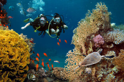 immersioni fauna e flora marina