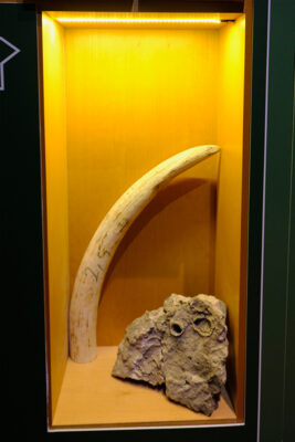 Museo Naturalistico dei Monti Prenestini, zanna di elefante (ph. © 2022 emilio dati – mondointasca.it)