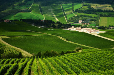Panorama sulle vigne di Predappio